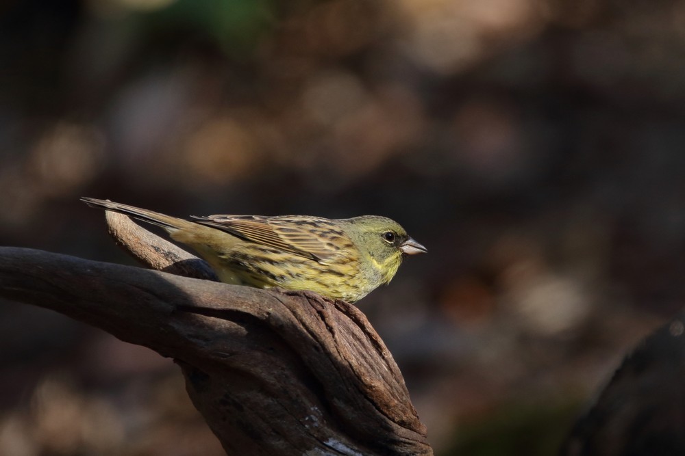 今日の鳥見（2018年1月19日）_f0235311_21055507.jpg