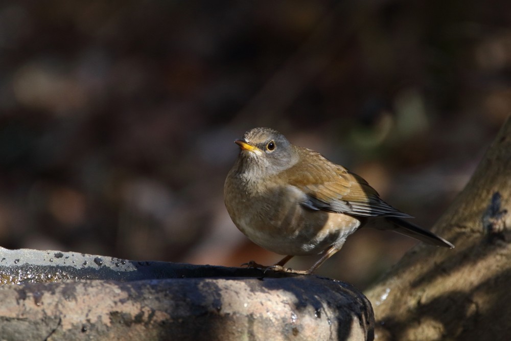 今日の鳥見（2018年1月19日）_f0235311_21083612.jpg