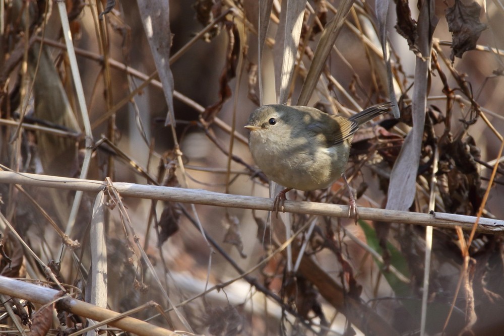 今日の鳥見（2018年1月19日）_f0235311_21132079.jpg