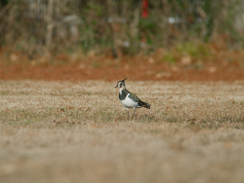 1/14　A公園にて3_f0051915_23444935.jpg