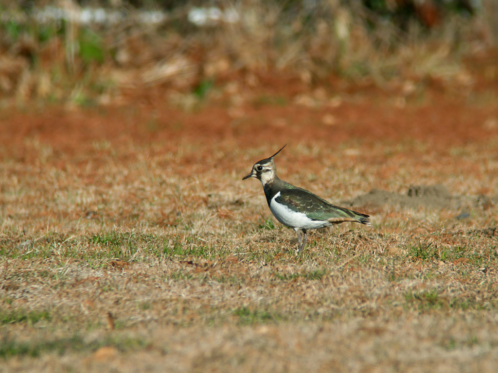 1/14　A公園にて3_f0051915_23445402.jpg