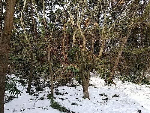 c0084117_18353384.jpg