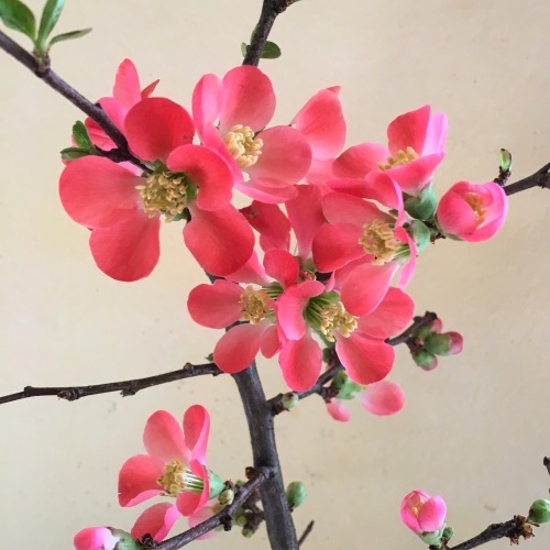 冬の花_a0197730_01320882.jpg