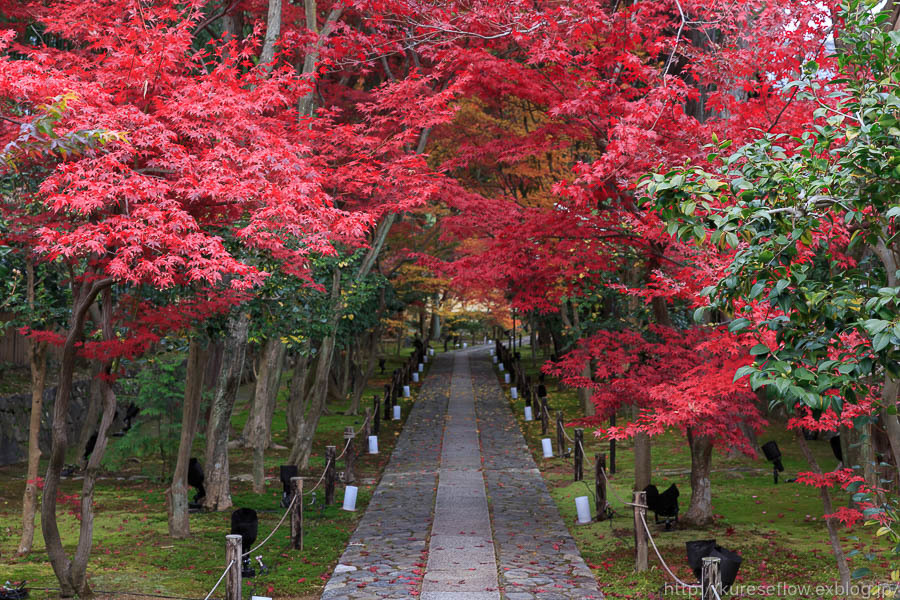 紅葉の鹿王院 ぴんぼけふぉとぶろぐ2