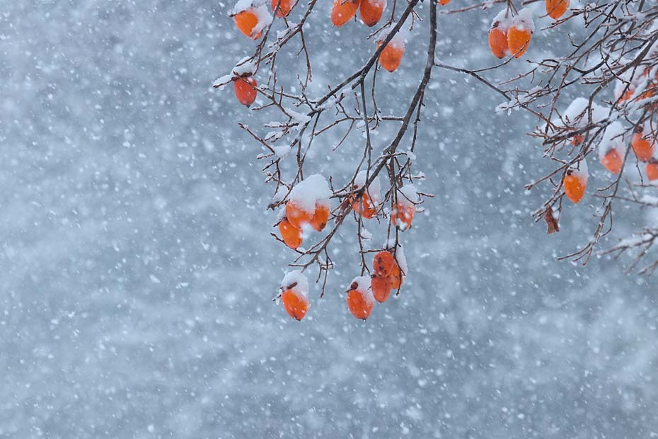 柿に雪_c0067040_23393390.jpg