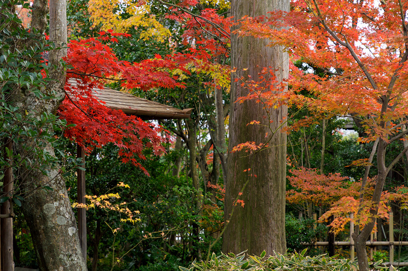 京都の紅葉2017 染まる大法院_f0155048_01987.jpg