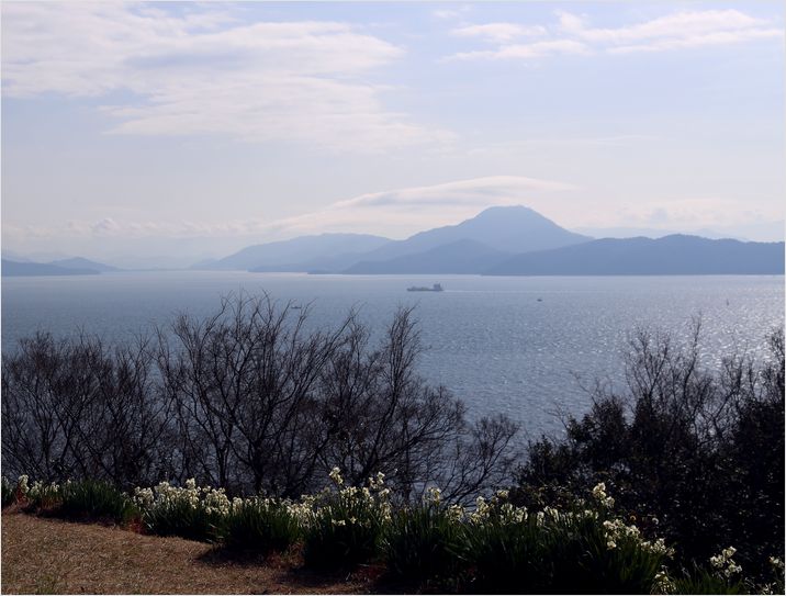 市内の水仙の島    六島　②_a0256349_2161441.jpg