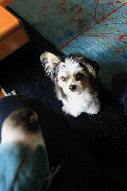 c0145250_09151332.gif