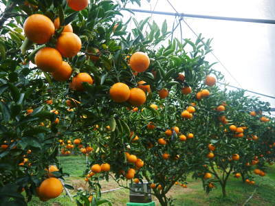 究極の柑橘「せとか」　収穫は2月中旬より！収穫まで1ヶ月前の様子を現地取材(前編)_a0254656_16312296.jpg