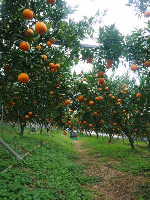 究極の柑橘「せとか」　収穫は2月中旬より！収穫まで1ヶ月前の様子を現地取材(前編)_a0254656_16324660.jpg