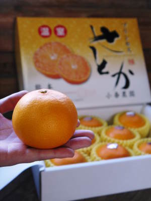 究極の柑橘「せとか」　令和5年の出荷は2月下旬より！完着したせとかを甘く、美味しく仕上げます(前編)_a0254656_16453678.jpg