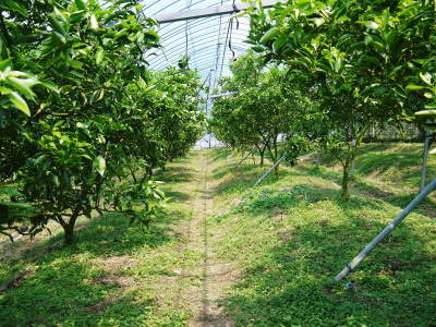 究極の柑橘「せとか」 収穫は2月中旬より!収穫まで1ヶ月前の様子を現地取材(前編)_a0254656_17065078.jpg