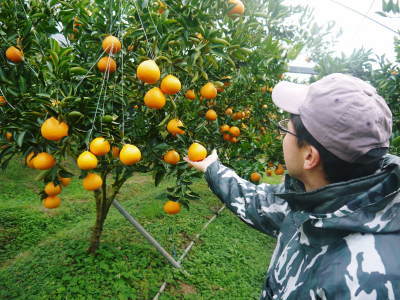 究極の柑橘「せとか」　収穫は2月中旬より！収穫まで1ヶ月前の様子を現地取材(前編)_a0254656_17244231.jpg