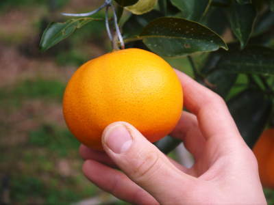 究極の柑橘「せとか」　収穫は2月中旬より！収穫まで1ヶ月前の様子を現地取材(前編)_a0254656_17285348.jpg