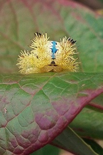 幼虫写真 イラガ幼虫２種類 空ヤ畑ノコトバカリ