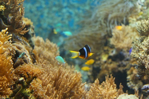 ＊須磨海浜水族園＊_b0328557_19492474.jpg