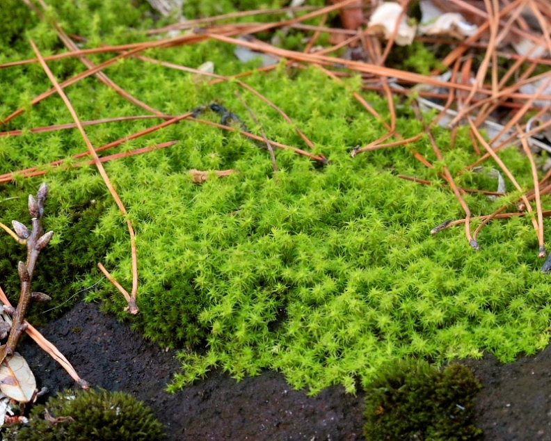 c0305565_17454899.jpg