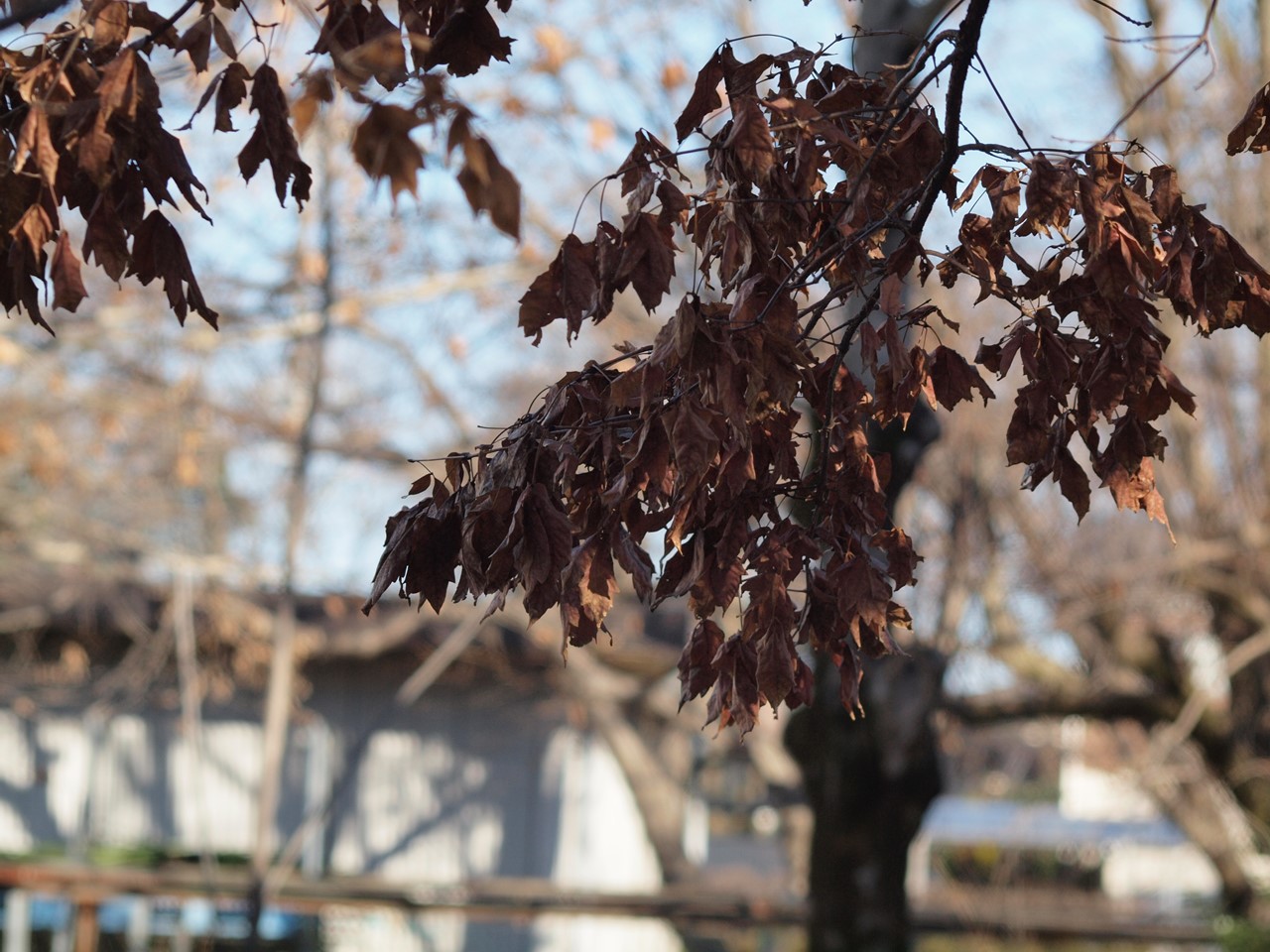 亜米利加鈴懸の木 アメリカスズカケノキ と亜米利加楓 アメリカフウ と 自然風の自然風だより