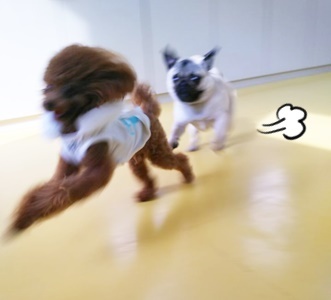 お友達たくさん♪_f0357682_12262782.jpg