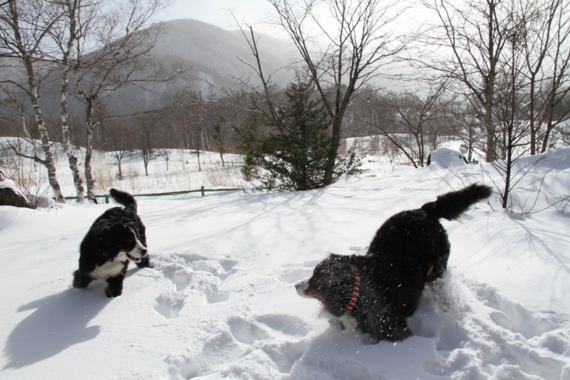 フワフワ雪原を歩く　歩く_b0158390_12144984.jpg