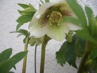 e0111299_13011397.jpg