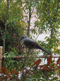 c0039501_12502669.jpg