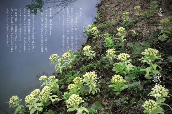明日から真冬日週間らしい_c0025115_22583856.jpg