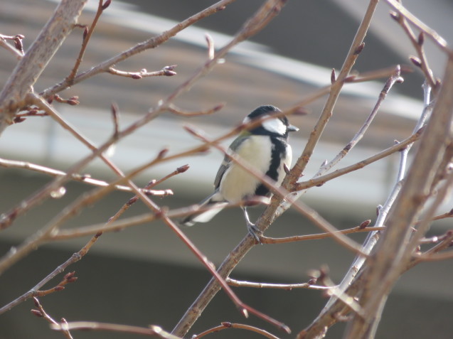 この鳥はシジュウカラ？ - 大寒の日-_b0344816_22213026.jpeg