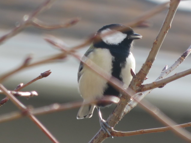 この鳥はシジュウカラ？ - 大寒の日-_b0344816_22214445.jpeg