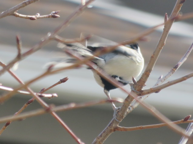 この鳥はシジュウカラ？ - 大寒の日-_b0344816_22215900.jpeg