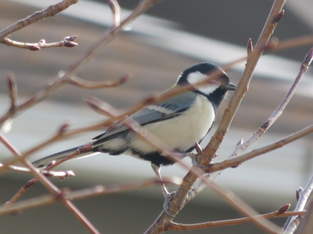 この鳥はシジュウカラ？ - 大寒の日-_b0344816_22221977.jpeg