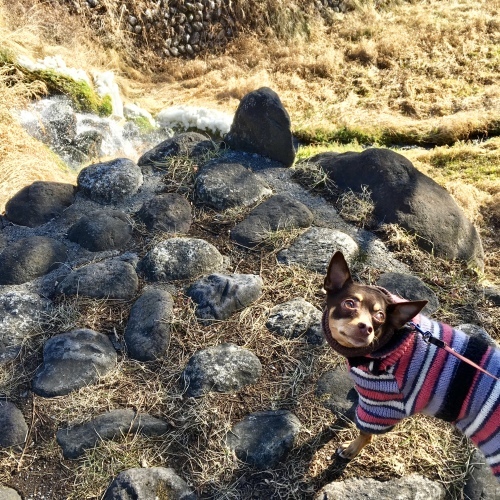 a0291132_13395260.jpeg