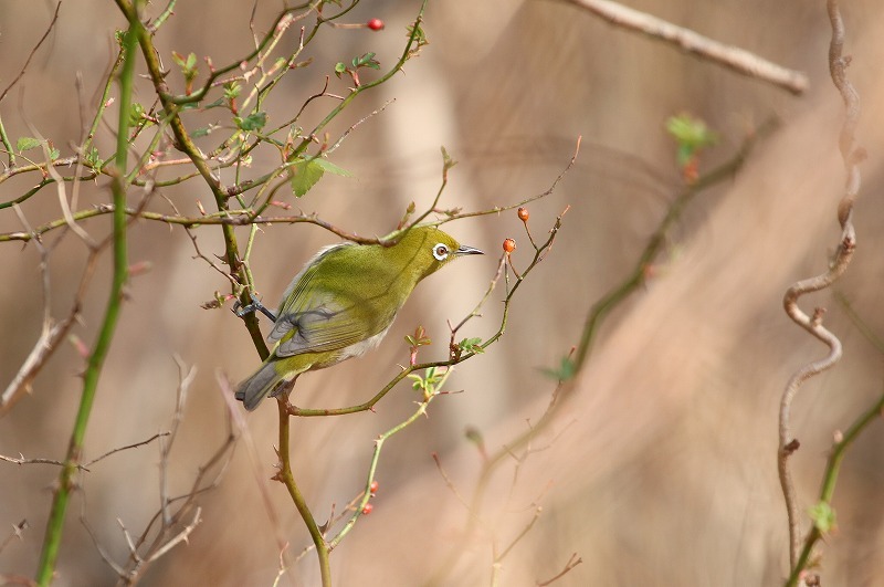 近場の鳥さん・１_f0327034_20375133.jpg