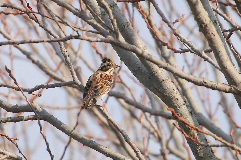 近場の鳥さん・１_f0327034_20381422.jpg