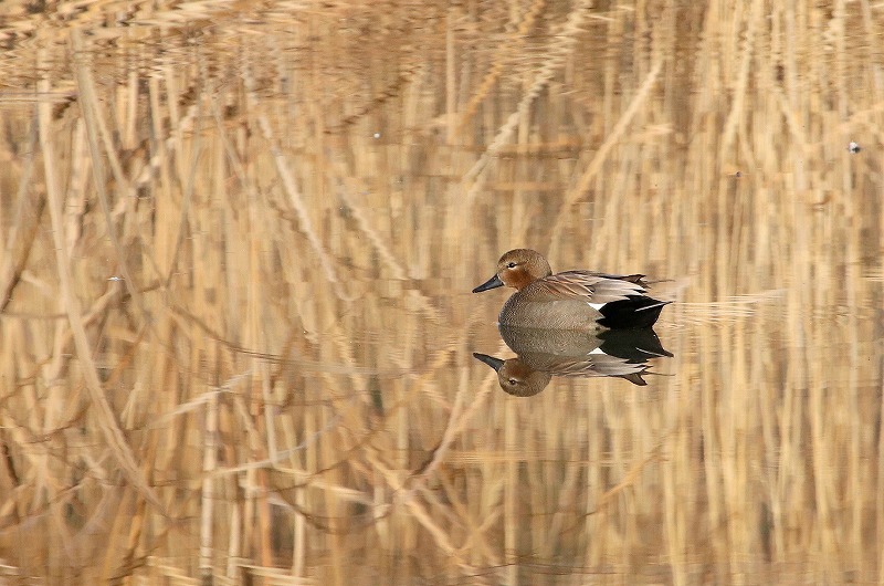 近場の鳥さん・１_f0327034_20383370.jpg