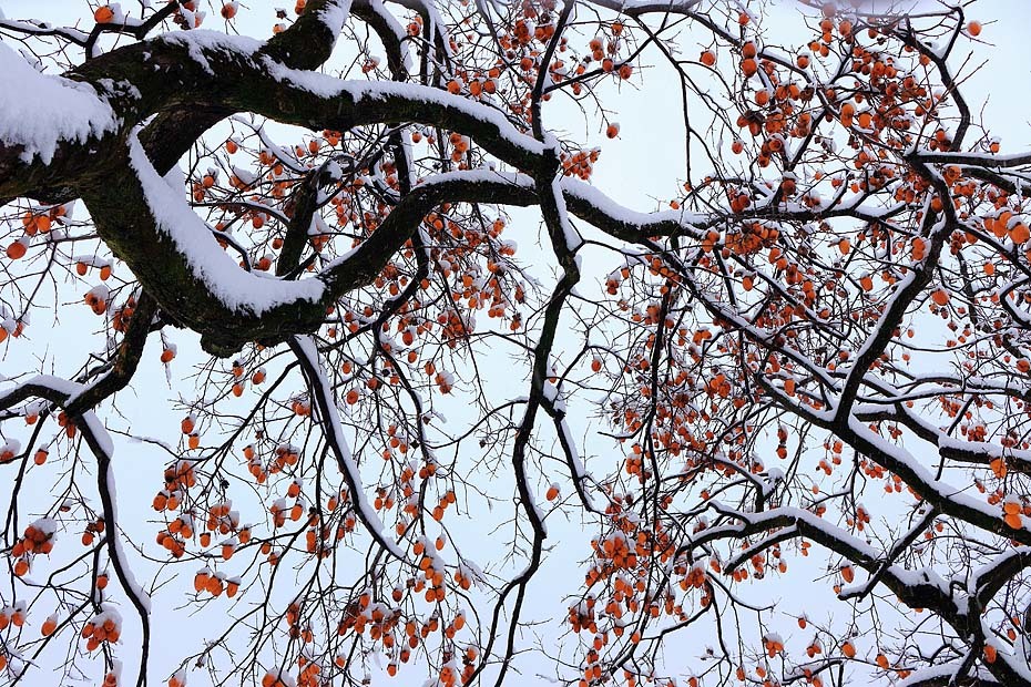 c0067040_21382650.jpg