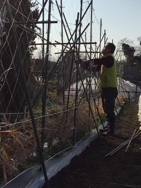 ロマネスコは毎日収穫　芽キャベツはもう少し　カステルフランコの畝トンネル張り直し_c0222448_11494117.jpg