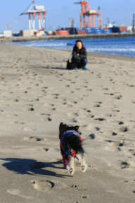 c0145250_15182047.gif