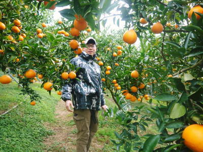 究極の柑橘「せとか」　収穫は2月中旬より！収穫まで1ヶ月前の様子を現地取材(後編)_a0254656_16261714.jpg