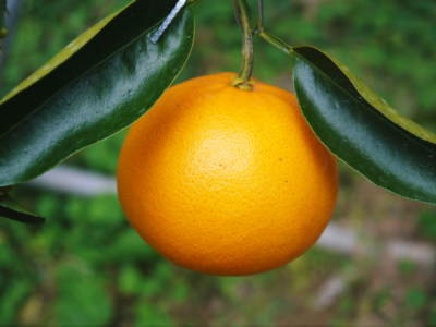 究極の柑橘「せとか」　収穫は2月中旬より！収穫まで1ヶ月前の様子を現地取材(後編)_a0254656_16334330.jpg