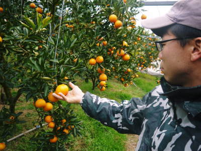 究極の柑橘「せとか」　収穫は2月中旬より！収穫まで1ヶ月前の様子を現地取材(後編)_a0254656_16393335.jpg