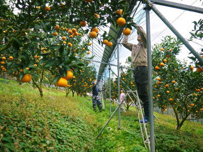 究極の柑橘「せとか」　収穫は2月中旬より！収穫まで1ヶ月前の様子を現地取材(後編)_a0254656_17005786.jpg
