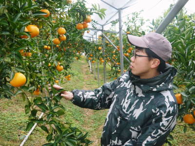 究極の柑橘「せとか」　収穫は2月中旬より！収穫まで1ヶ月前の様子を現地取材(後編)_a0254656_17082932.jpg