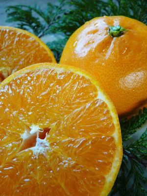 究極の柑橘「せとか」　令和2年も出荷は2月中旬より！収穫まで1ヶ月前の様子を現地取材(後編)_a0254656_17250743.jpg
