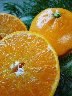 究極の柑橘「せとか」 収穫は2月中旬より!収穫まで1ヶ月前の様子を現地取材(後編)_a0254656_17250743.jpg