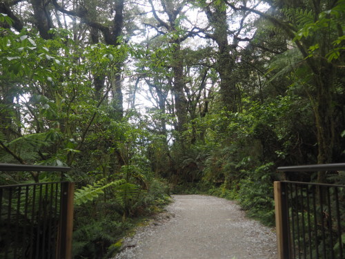 大迫力のユニークな地形！Fiordland National ParkでMilford Soundのクルージング ～NZバスの旅 18日目～_c0351060_02571615.jpg