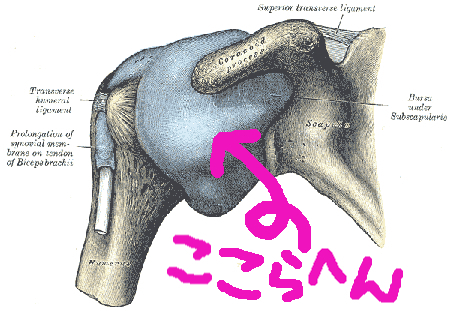 肩が痛い_a0171961_22265364.jpg