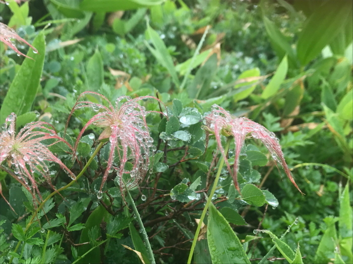 雲ノ平～曇天下の草雫 Ⅱ_f0057178_08021430.jpg