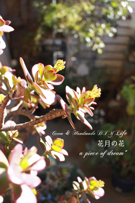 子宝草と 多肉のおちょこアレンジ A Piece Of Dream 植物とdiyと 子宝草と 多肉のおちょこアレンジ A Piece Of Dream 植物とdiyと