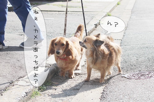 お散歩ウォッチング#07_f0357682_15485974.jpg